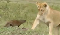 Une mangouste met un coup de pression à deux lionnes