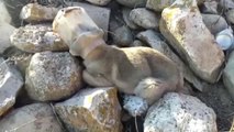 Plastik Kapta Başı Sıkışan Köpeği Vatandaşlar Kurtardı