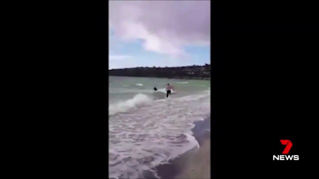 En Australie, la police sauve un kangourou de la noyade !