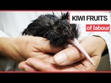 Vets Perform Emergency 'Caesarean' to Help Hatch Tiny Kiwi Chick | SWNS TV
