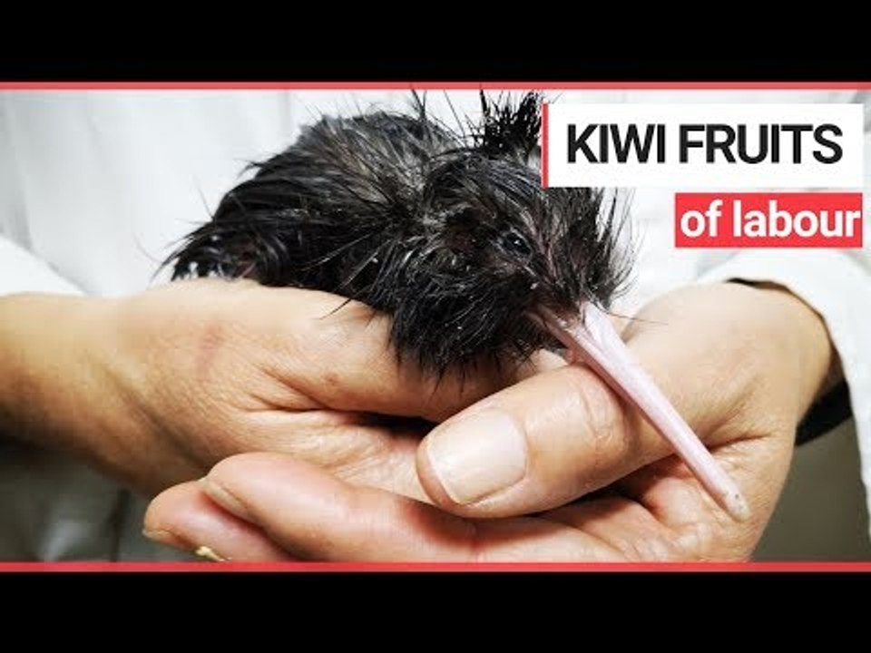 Vets Perform Emergency 'Caesarean' to Help Hatch Tiny Kiwi Chick | SWNS TV