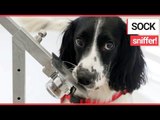 Trained Dogs Can Sniff Out Malaria From Dirty Socks! | SWNS TV