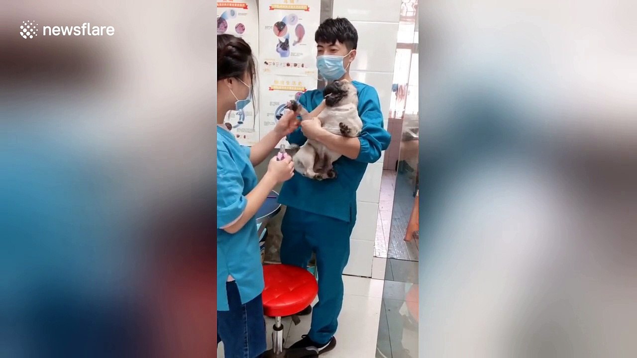 Pug screams hysterically at receiving manicure