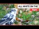 Twitcher Stunned to Spot Rare WHITE Blackbird | SWNS TV