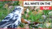 Twitcher Stunned to Spot Rare WHITE Blackbird | SWNS TV