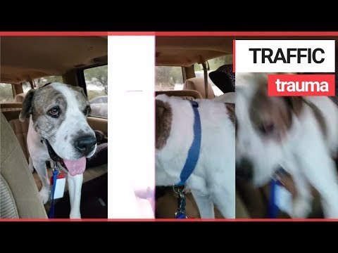 Frightening Moment Car is Struck by Bolt of Lightning! | SWNS TV