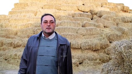 'Saman ithal ediliyor' sözlerine üreticiler tepkili - KIRŞEHİR