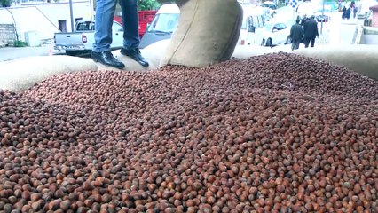 Akarsu: 'TMO fındık alımı için hazırlıklarını tamamladı' - ORDU