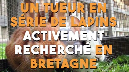 Les lapins de Bretagne ne sont pas à l'abri...
