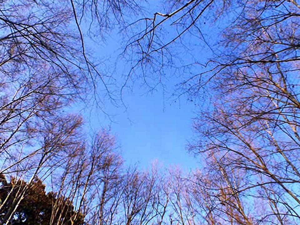 Jardin d'El Hamma , Alger.