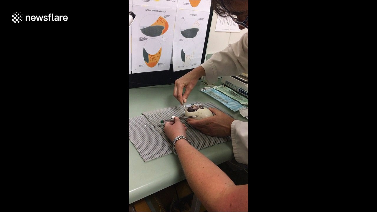Vets perform emergency 'Caesarean' to help hatch tiny Kiwi chick