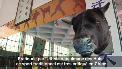 En Chine, des pros du kung fu défient les taureaux dans l'arène