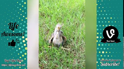 Try Not to Laugh Funny Kids Fails  - Funny Kids and Animals Compilation