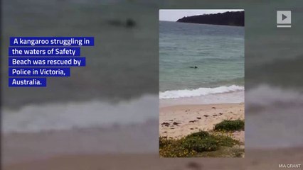 Police Rescue Kangaroo From Drowning in Ocean