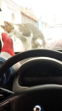 Faire peur à un chat sur une voiture (Instant Karma)
