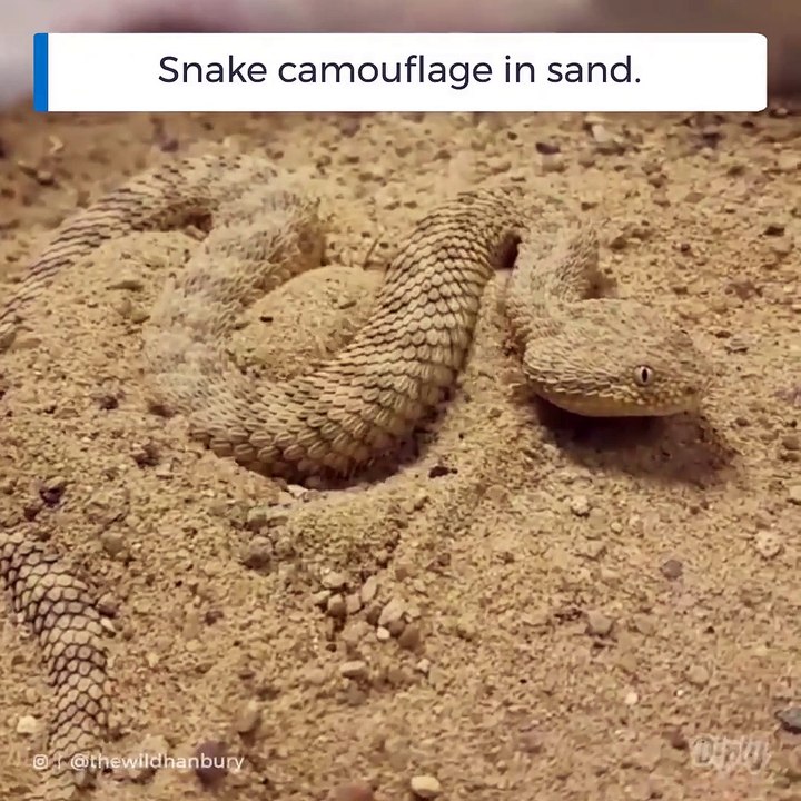 Cette vipère des sables est maitresse dans l'art du camouflage... Incroyable