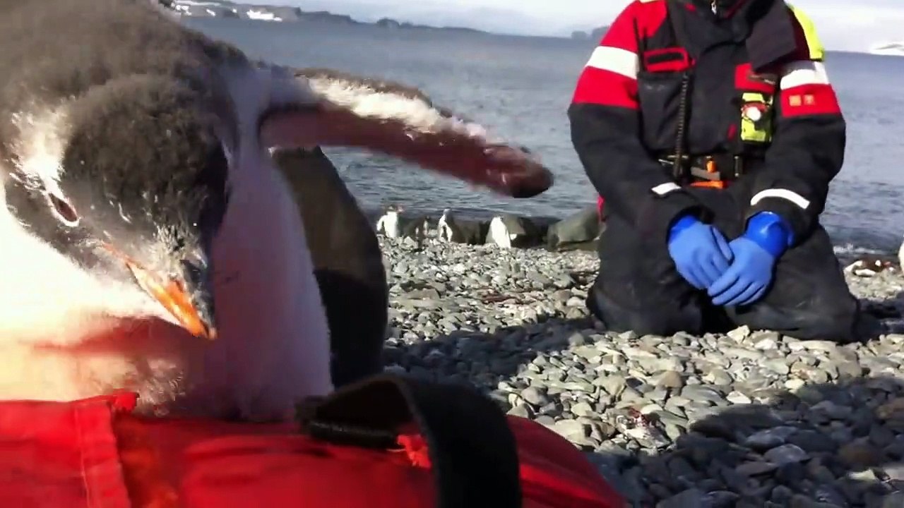 Ce petit pingouin n'est vraiment pas timide... Adorable