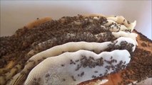 Voici les 5 plus gros nids d'abeilles découverts dans le monde