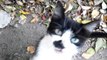 Cat black and white meows and purrs. Eats smacking. In general, Cat-Kazka [Cat life on the street]