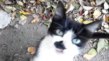 Cat black and white meows and purrs. Eats smacking. In general, Cat-Kazka [Cat life on the street]
