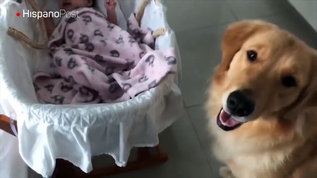 Vea como este perro trata de calmar a un recién nacido que no para de llorar