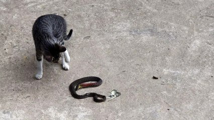 Cat Versus Snake