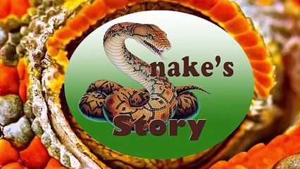 King cobra vs Red Bellied Black Snake Fight To Death - Best Snake Attack