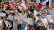 Study finds plastic particles present in poop