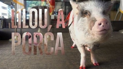 Terapia Animal: Lilou, a porca