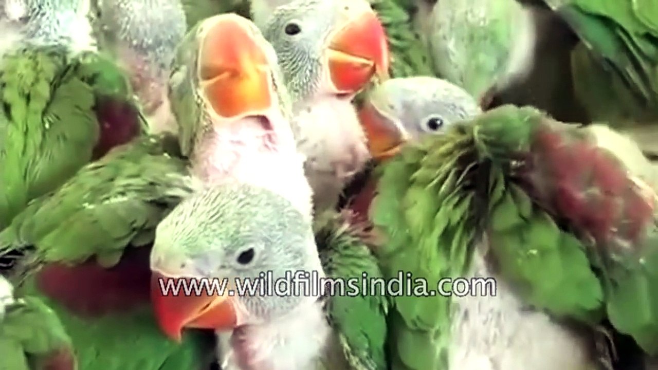 Alexandrine Parakeets being illegally trafficked for sale in Chennai