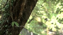 Delicate slow motion flight of Himalayan Flycatcher approaching nest with moth for chicks