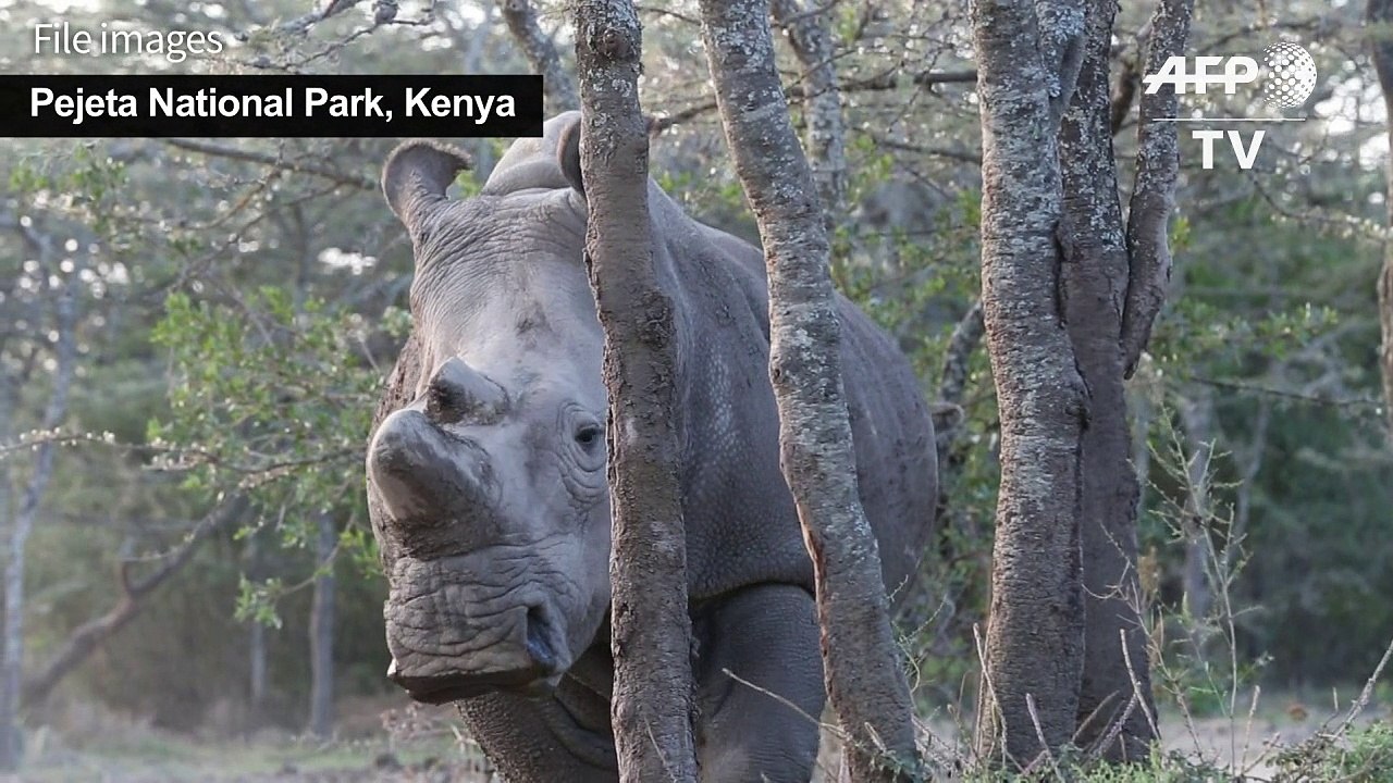 China permits limited trade of rhino, tiger goods