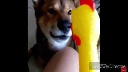 funny_dog._HD