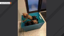 Someone Abandoned These Puppies In A Box