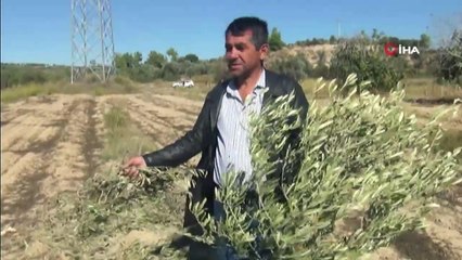 140 Zeytin Ağacı Kimliği Belirsiz Kişilerce Kesildi