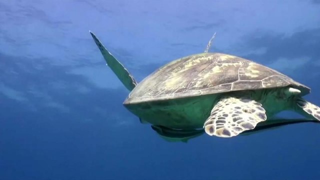 La Terre a perdu 60 % de sa faune sauvage