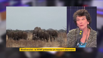 "Tout le monde sait qu'aujourd'hui dans son jardin on voit moins d'oiseaux, on ne les entend plus chanter" fait remarquer Isabelle Autissier, présidente du WWF France
