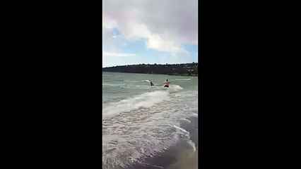 Australie : La police sauve un kangorou de la noyade dans l'océan