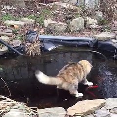 Happy National Cat Day to cat lovers everywhere! 