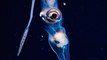 Amazing Deep Ocean Creature Footage & Strange Microscopic Organisms
