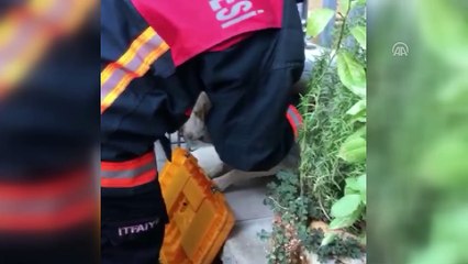 Demir parmaklıklara sıkışan köpeği itfaiye kurtardı - MERSİN