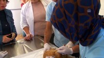 Sokak hayvanlarına özel klinik ve ambulans - İSTANBUL