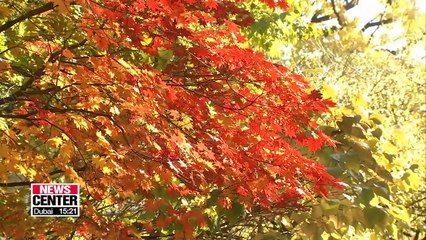 Developing countries look to South Korea as a role model in sustainable forestry management and rehabilitation