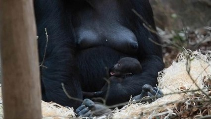 Nasceu um gorila no zoo de Beauval