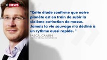 En 40 ans, 60% des animaux sauvages ont disparu - 30/10/2018