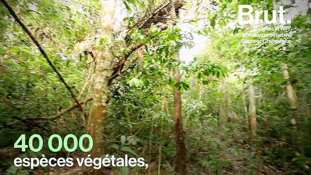 Brésil : l’Amazonie menacée par l’élection de Jair Bolsonaro