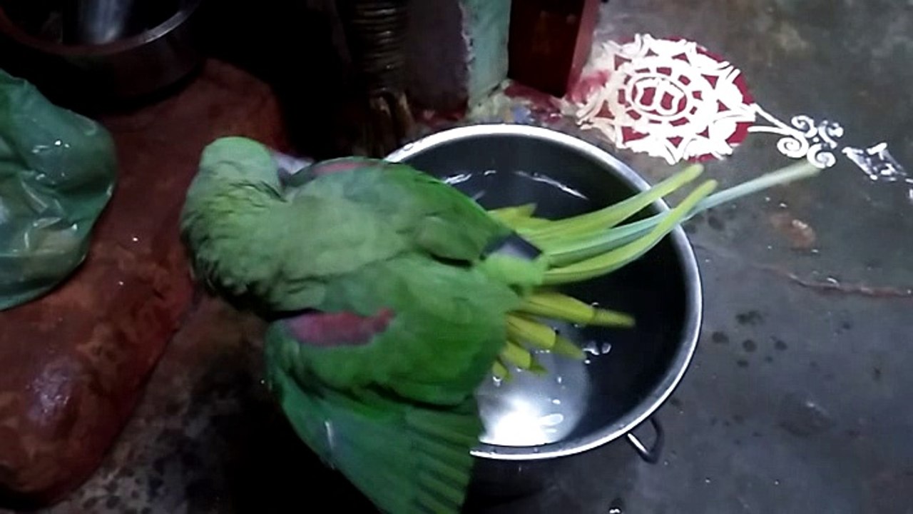 Bathing of a parrot