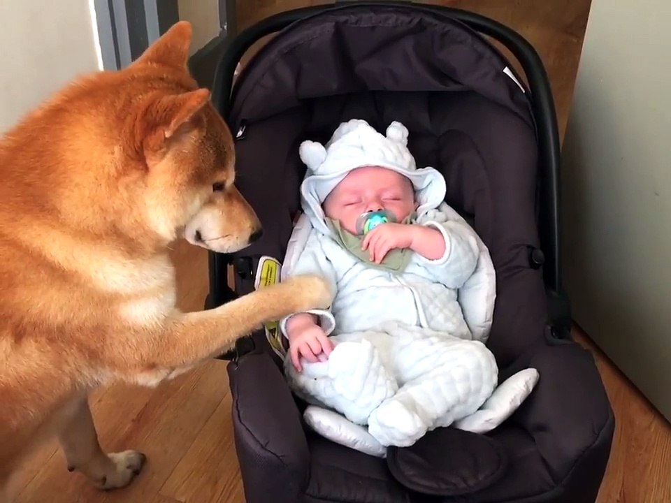Une vidéo trop mignonne avec un chien qui prend soin d'un petit bébé
