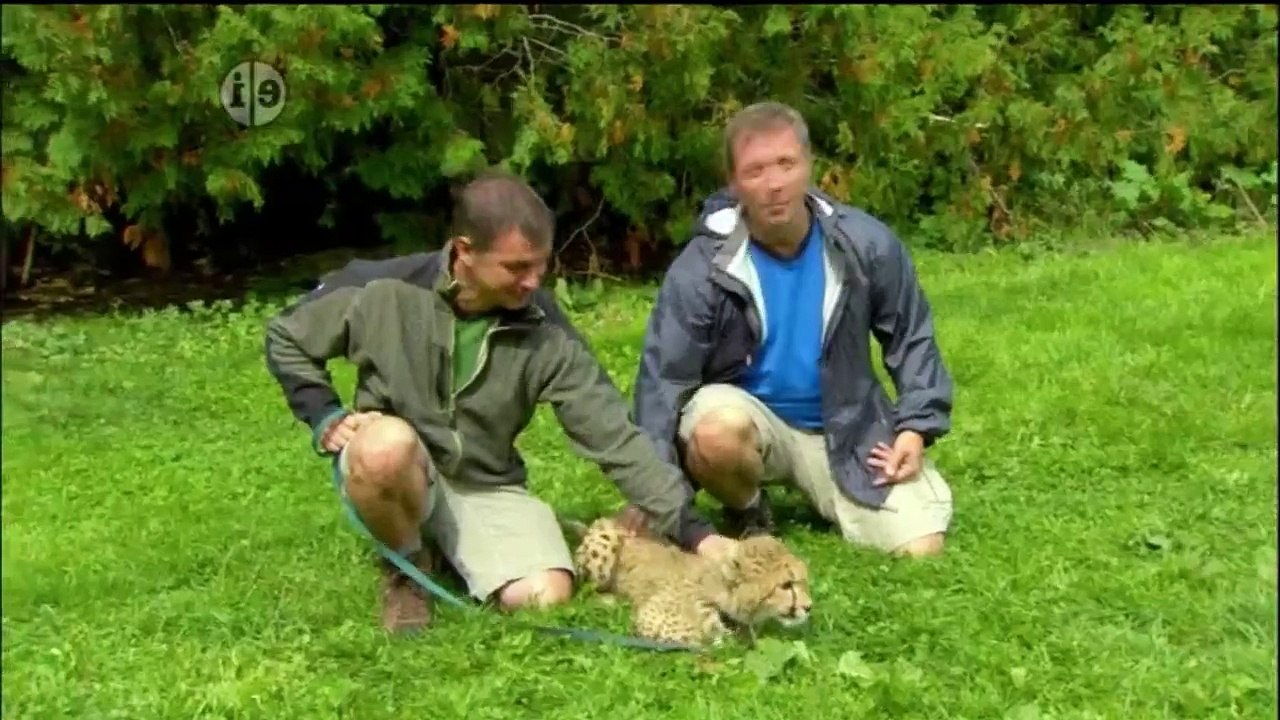 Wild Kratts S01E23 - Cheetah Racer - Dailymotion Video