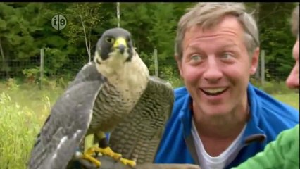 Wild Kratts S01E19 - Falcon City